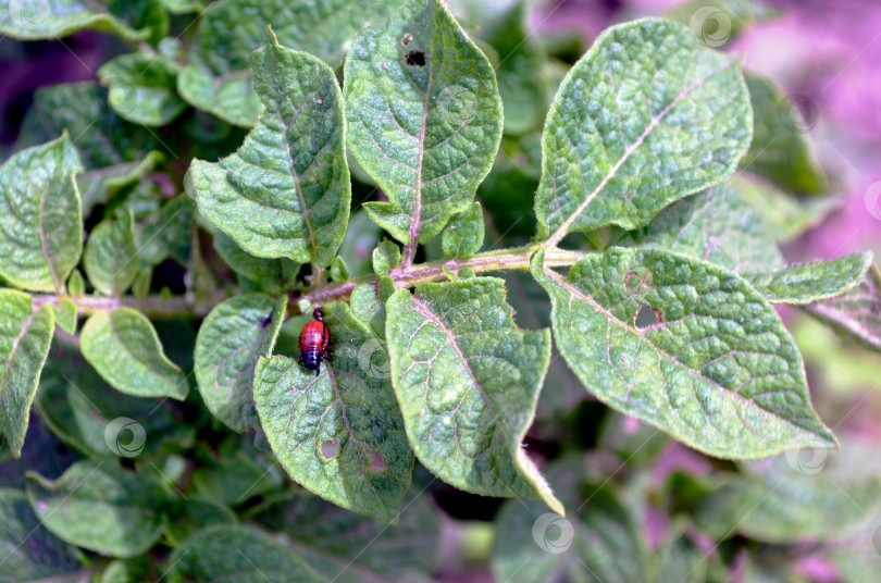 Скачать личинка колорадского жука на кусте картофеля фотосток Ozero