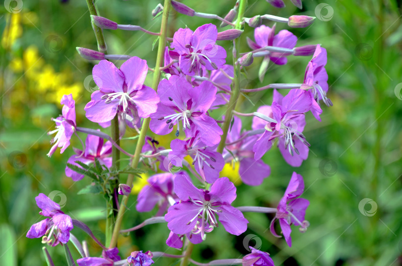 Скачать Кипрей (иван-чай) фотосток Ozero