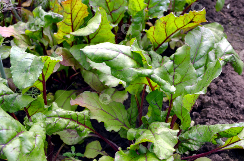 Скачать Свекла на грядке фотосток Ozero