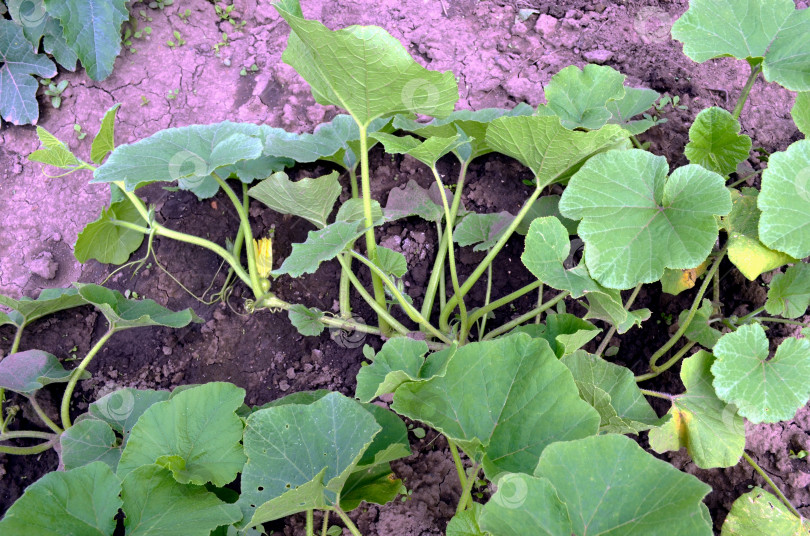 Скачать тыква на грядке фотосток Ozero