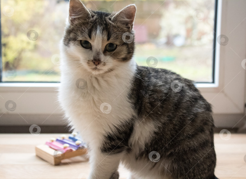 Скачать домашний питомец фотосток Ozero