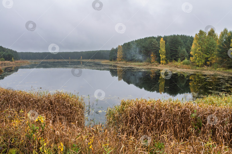 Скачать Панорамный осенний пейзаж на озере или болотном пруду. Густой хвойный лес с яркими осенними деревьями и легкой дымкой над водой. фотосток Ozero