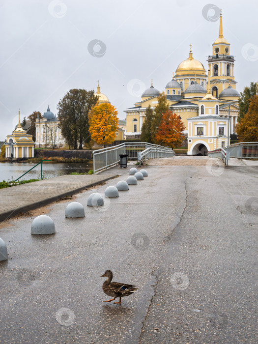 Скачать Шагающая дикая утка на мосту перед Нило-Столбенским монастырем (Нилова пустынь). Осенний пейзаж и золотые купола на фоне пасмурного неба. фотосток Ozero
