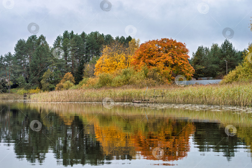 Скачать Панорамный живописный осенний пейзаж на озере Селигер. Яркие оранжевые и желтые деревья на фоне зеленого хвойного леса и отражение в глади воды. фотосток Ozero