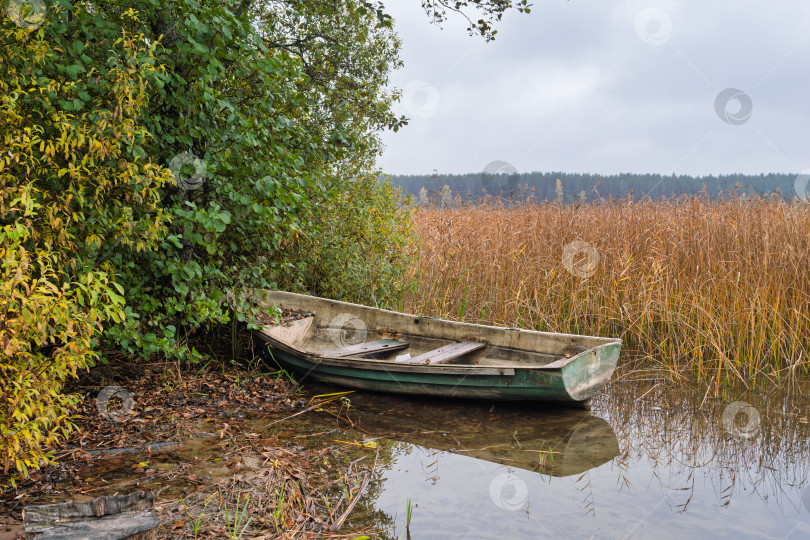 Скачать Зеленая рыбацкая лодка на заросшем берегу озера Селигер. Осенний пейзаж с высоким камышом и отражением в воде. фотосток Ozero