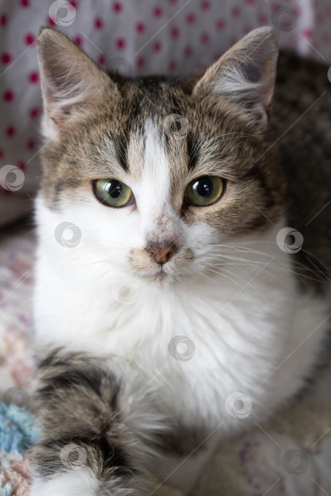 Скачать домашняя кошка фотосток Ozero