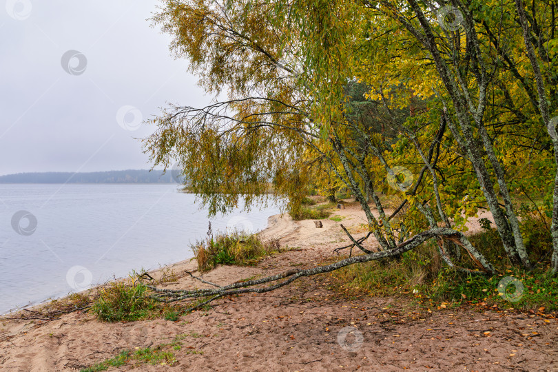 Скачать Живописный осенний пейзаж на озере Селигер. Песчаный берег с березами и спокойной водой под пасмурным небом. фотосток Ozero