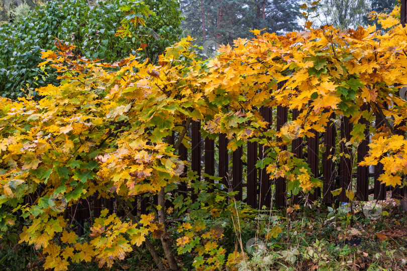 Скачать Крупный план кленового куста с яркой желто-зеленой листвой в золотую осень. Природная изгородь на фоне деревянного забора. Снимок передает контраст осенних красок и текстур. фотосток Ozero