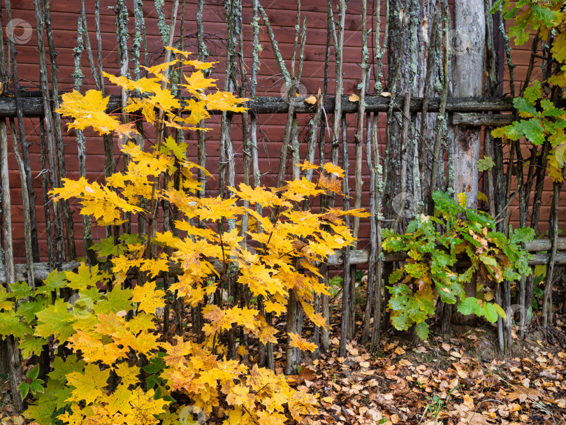 Скачать Крупный план деревенского плетневого забора и желто-зеленого кленового куста в золотую осень. Природная изгородь на фоне старой деревянной стены. фотосток Ozero