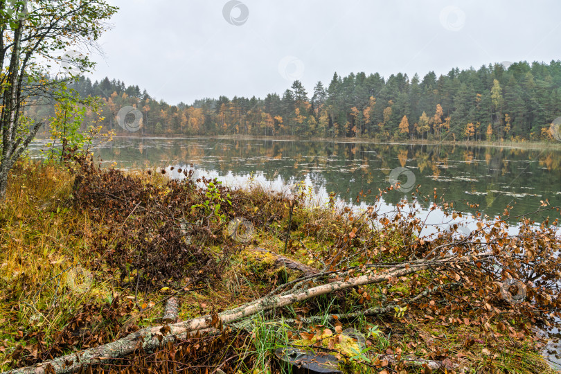 Скачать Панорамный осенний пейзаж в районе озера Селигер в пасмурный день. Береговая линия с поваленным деревом и отражением хвойного леса в спокойной воде. фотосток Ozero