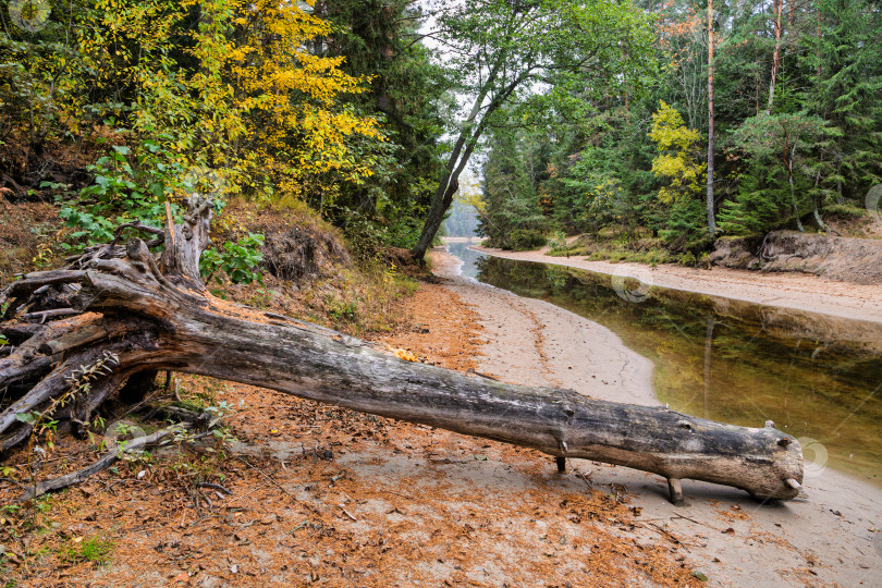 Скачать Исторический рукотворный ручей Копанка на острове Хачин на озере Селигер. Заваленный ствол дерева на песчаном берегу в осеннем лесу. фотосток Ozero