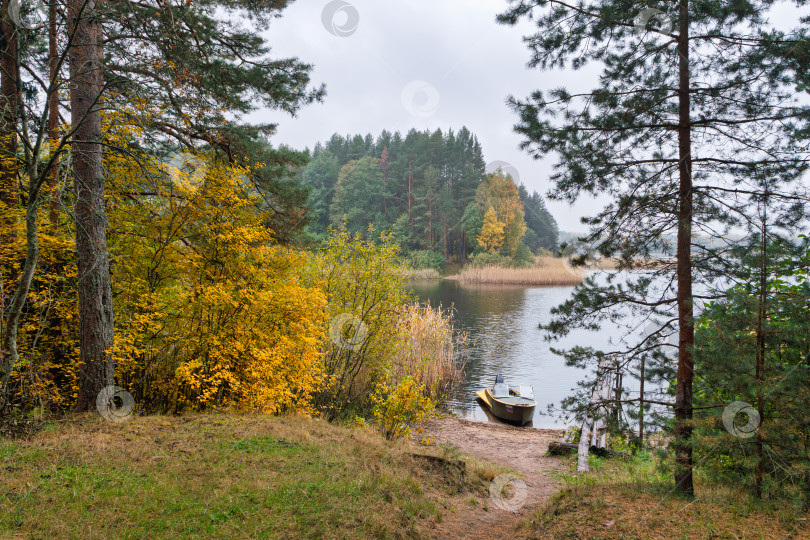 Скачать Панорамный осенний пейзаж на озере Селигер. Тропа среди сосен и ярких кустов ведет к воде и лодке на песчаном берегу. фотосток Ozero