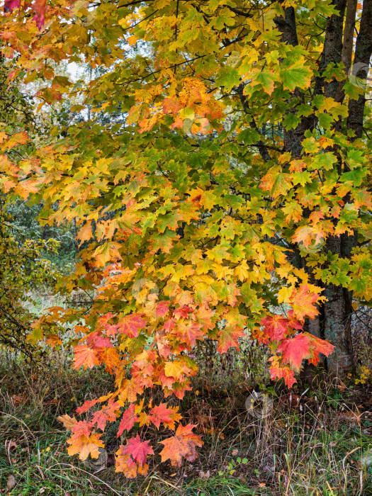 Скачать Крупный план осенних кленовых листьев с яркой палитрой желтых, красных и оранжевых оттенков. Осенний пейзаж. фотосток Ozero