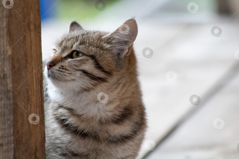 Скачать кошка фотосток Ozero