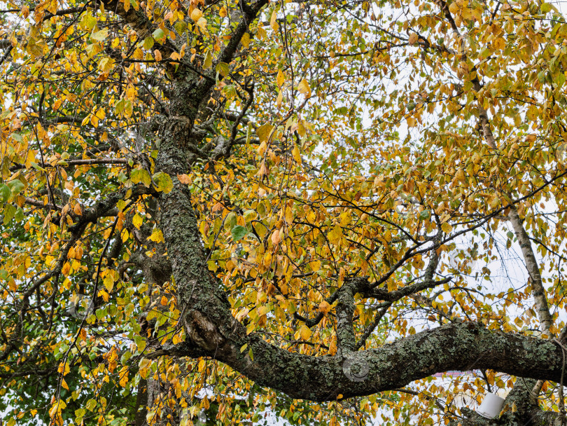 Скачать Крупный план старого дерева в золотую осень. Ствол березы изогнут и оброс мхом и лишайником. Осенняя крона с желтыми и зелеными листьями на фоне светлого неба. фотосток Ozero