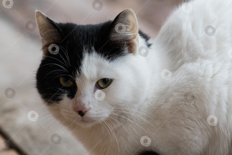 Скачать домашняя кошка фотосток Ozero