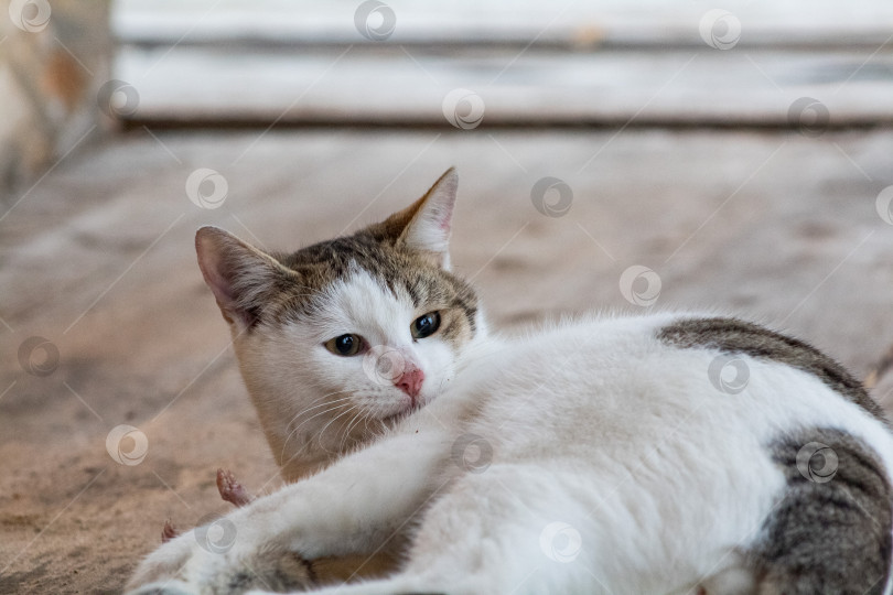 Скачать кошка фотосток Ozero