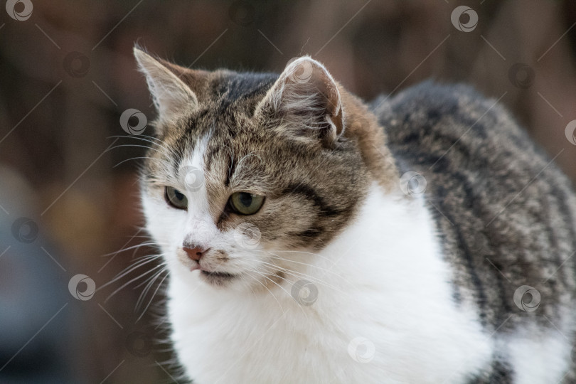 Скачать котик фотосток Ozero