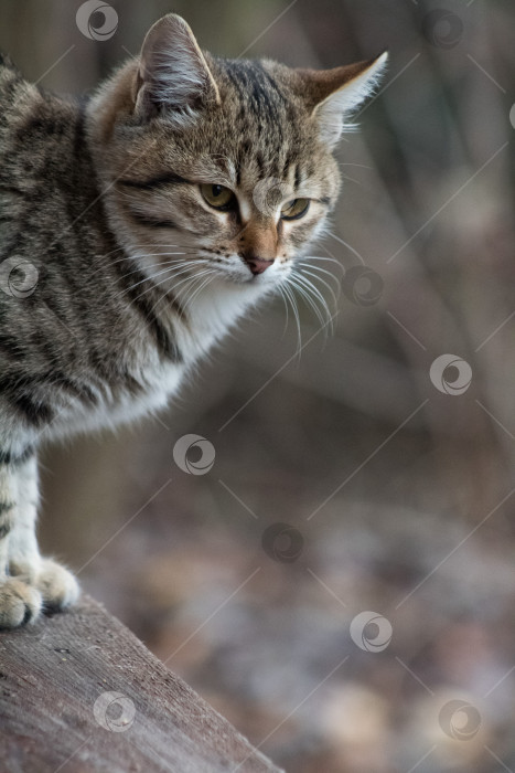 Скачать кот фотосток Ozero