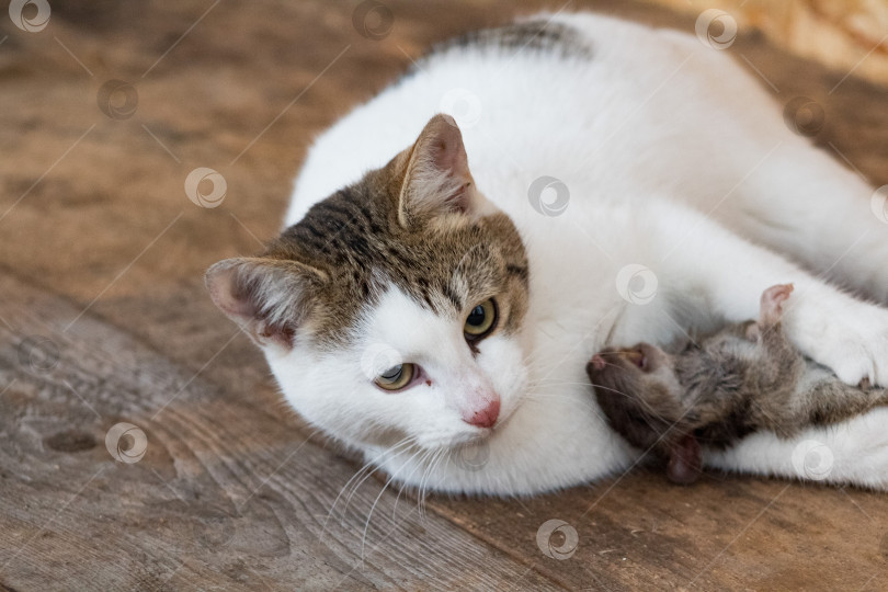 Скачать кот с мышкой фотосток Ozero