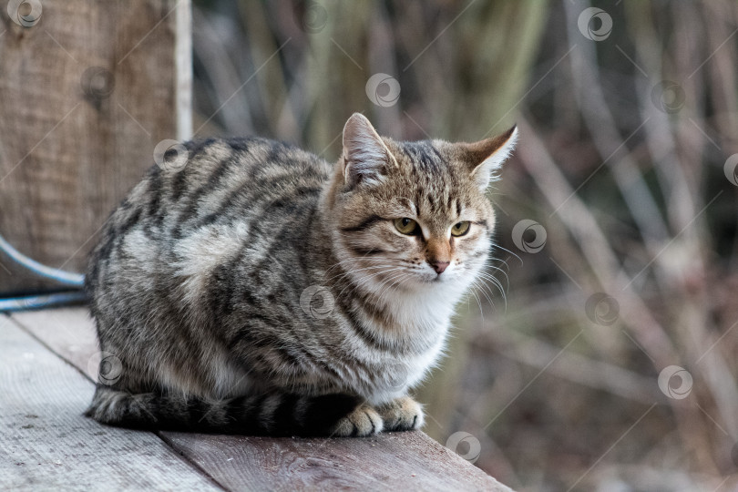 Скачать кошка фотосток Ozero