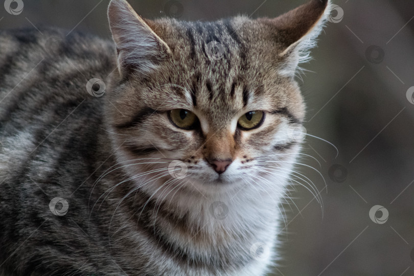 Скачать кошка домашняя фотосток Ozero