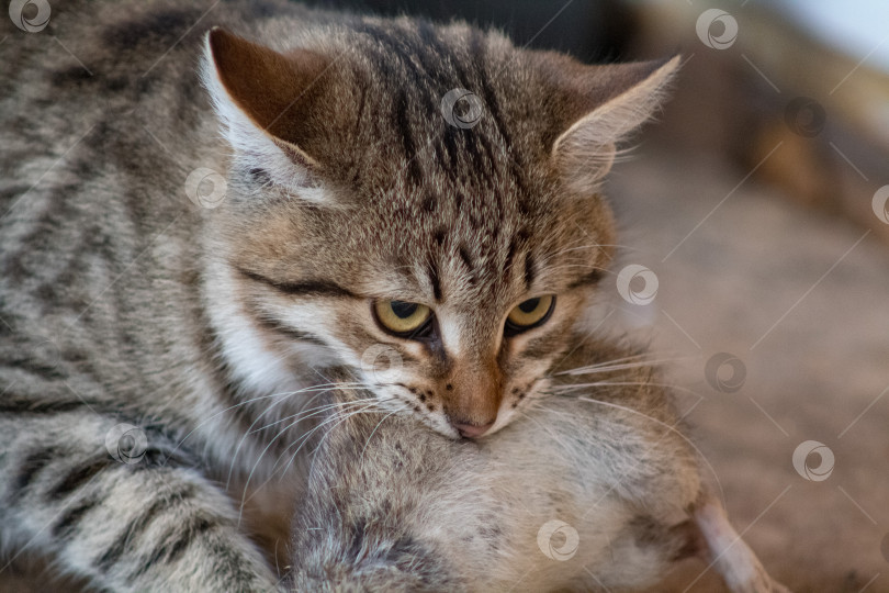 Скачать кошка фотосток Ozero