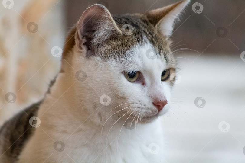 Скачать кот фотосток Ozero