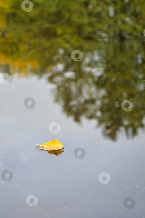 Скачать Крупный план желтого осеннего листа на спокойной воде. Минималистичный пейзаж озера Селигер. фотосток Ozero