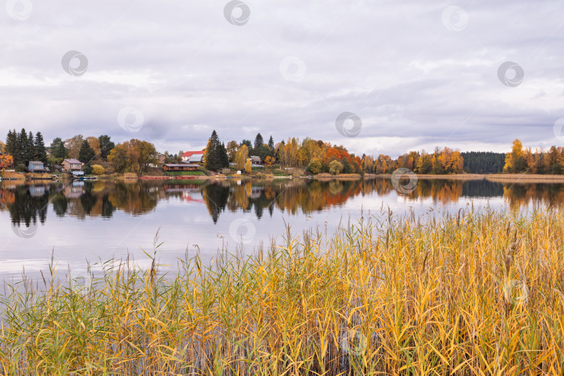 Скачать Густые заросли камыша на переднем плане озера Селигер. Осенний пейзаж с жилыми домами и отражением яркого леса. фотосток Ozero