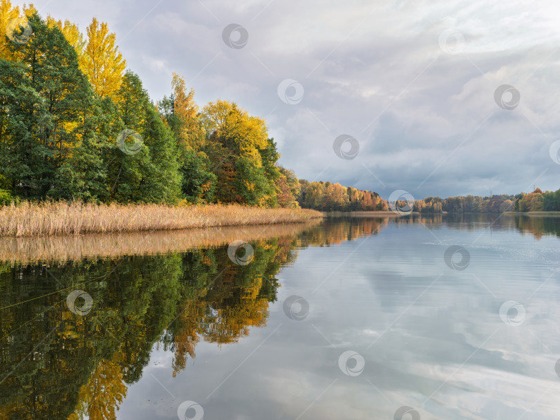 Скачать Панорама осеннего берега озера Селигер. Яркий лес и облачное небо отражаются в спокойной водной глади. фотосток Ozero