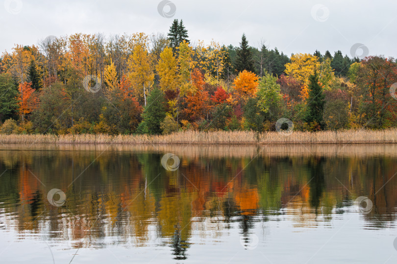 Скачать Панорамный живописный пейзаж осеннего леса на берегу озера Селигер. Яркие цвета золотой осени и их отражение в водной глади. фотосток Ozero