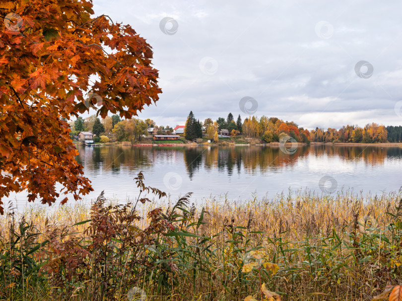 Скачать Осенний пейзаж озера Селигер. Жилые дома на противоположном берегу и яркий лес отражаются в зеркальной глади воды. фотосток Ozero
