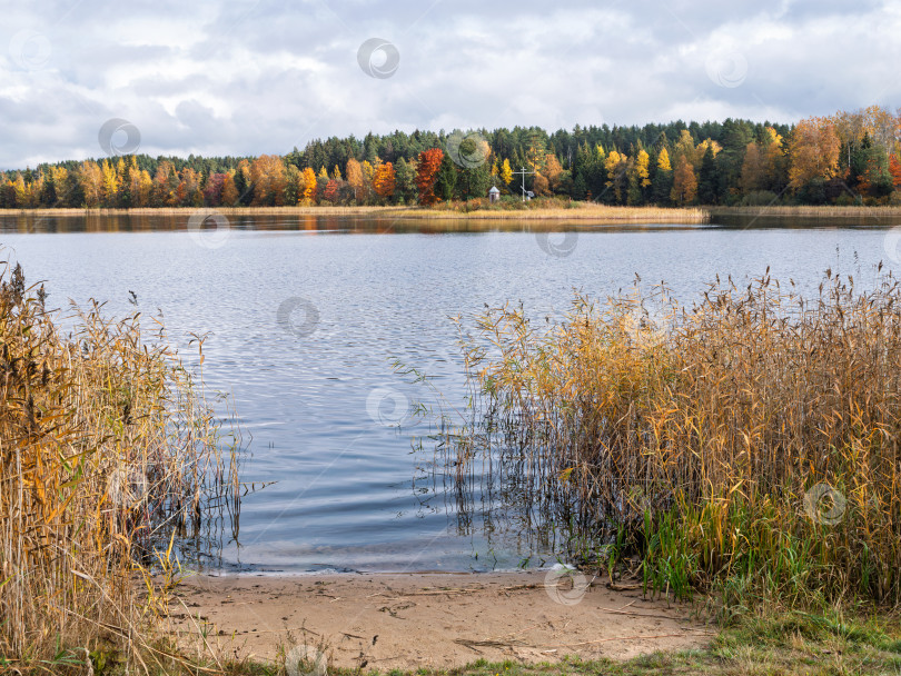 Скачать Живописный осенний пейзаж озера Селигер в тверской области. Яркий лес, камыш и часовня на берегу под переменчивым небом. фотосток Ozero