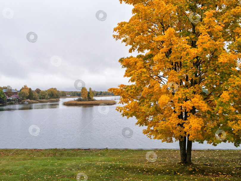 Скачать Золотой осенний пейзаж на озере Селигер. Огромный клен с яркой листвой на зеленой лужайке, безмятежная гладь озера, островок и деревенские дома на горизонте. фотосток Ozero