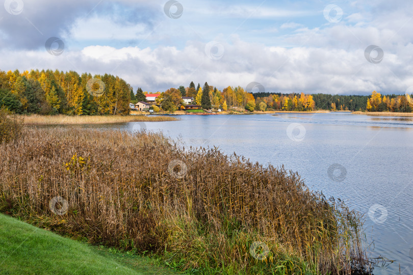 Скачать Живописный осенний пейзаж озера Селигер. Яркие цвета золотой осени в лесу на берегу с камышом под переменчивым небом. фотосток Ozero