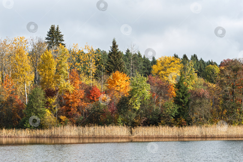 Скачать Панорамный живописный пейзаж осеннего леса на берегу озера Селигер. Яркие цвета золотой осени и их отражение в водной глади. фотосток Ozero