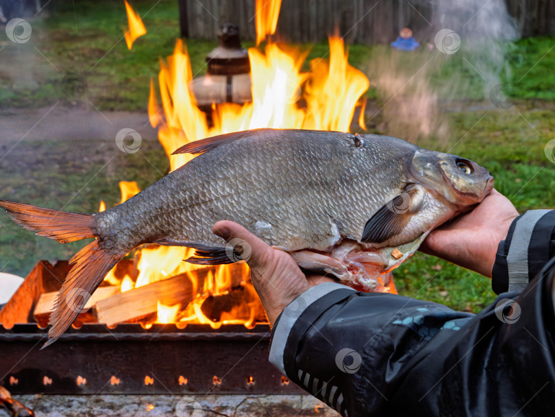 Скачать Свежий крупный лещ в руках рыбака на фоне яркого огня. Ужин на озере Селигер. фотосток Ozero