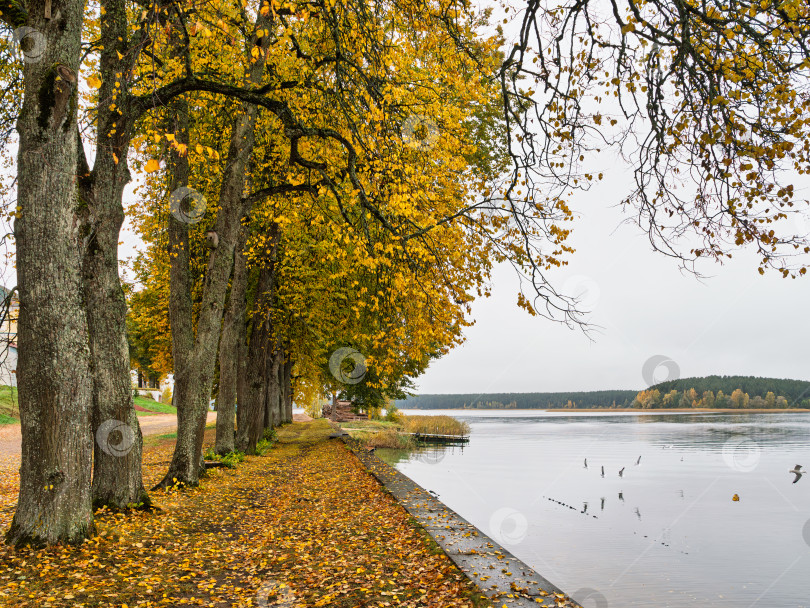 Скачать Осенняя аллея лип с золотистой листвой на набережной озера Селигер в Ниловой пустыни. Безмятежная гладь воды и птицы над берегом. фотосток Ozero