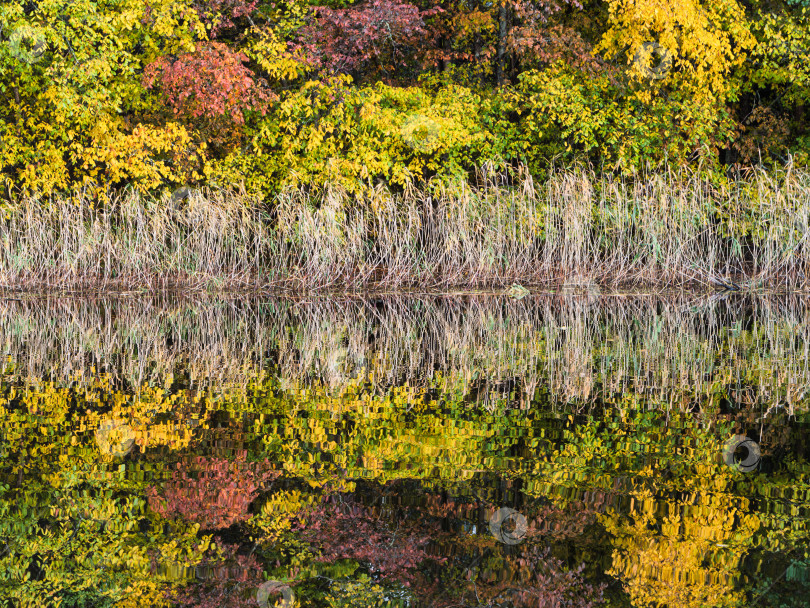 Скачать Абстрактный узор отражения осеннего леса в рябящей воде озера Селигер. Крупный план прибрежной зоны. Водная гладь демонстрирует сильную рябь, которая деформирует и размывает контуры, превращая отражение в насыщенный и живописный абстрактный узор. фотосток Ozero