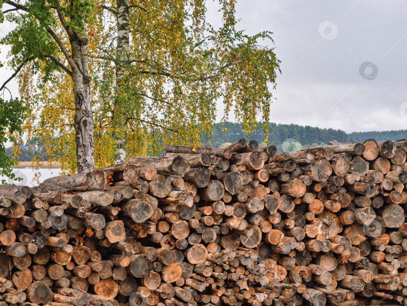 Скачать Крупная поленница с колотыми дровами на фоне живописного осеннего пейзажа озера Селигер в Ниловой пустыни. Береза с золотистой листвой над бревнами. фотосток Ozero