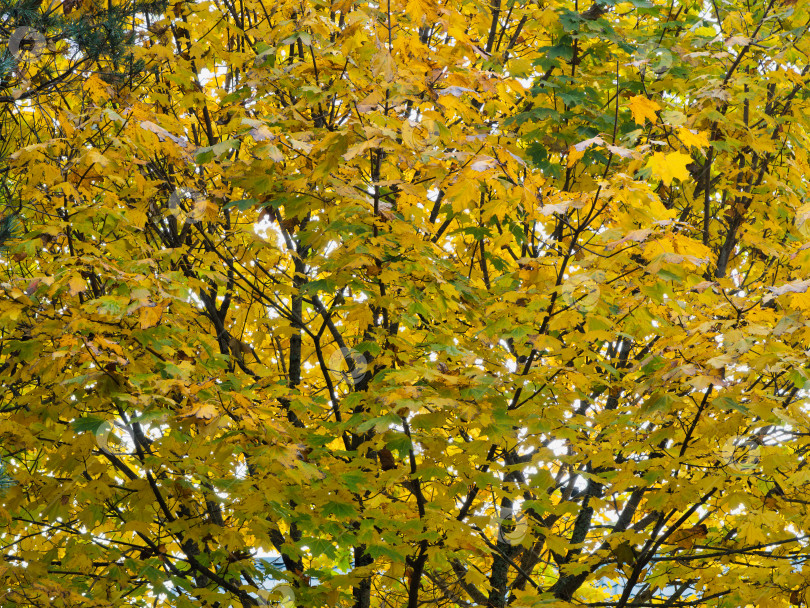 Скачать Крупный план ветвей клена с яркой золотистой листвой. фотосток Ozero