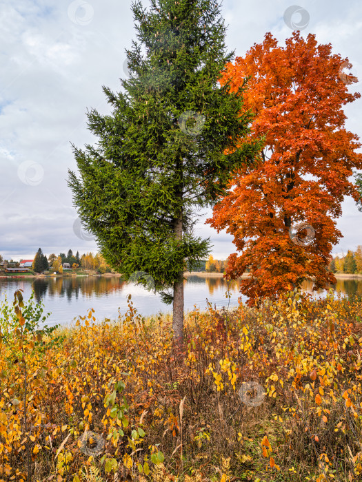 Скачать Контрастный осенний пейзаж на озере Селигер. Зеленая ель и оранжевый клен на фоне водной глади. фотосток Ozero