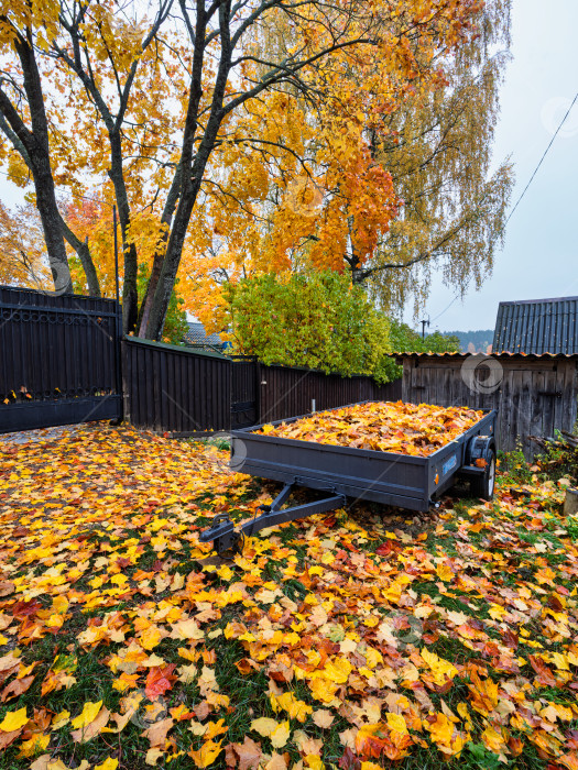Скачать Прицеп, заполненный золотой листвой, во дворе частного дома. Осенний пейзаж на озере Селигер. На заднем плане — стволы ярких осенних деревьев с желтой и оранжевой листвой и темный деревянный забор. фотосток Ozero