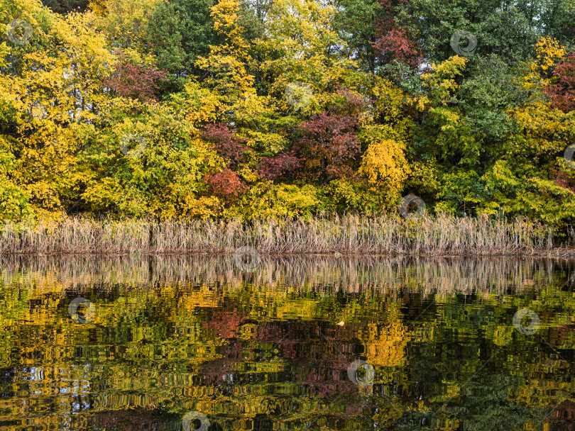 Скачать Крупный план живописного осеннего леса и его абстрактное отражение в воде озера Селигер. фотосток Ozero