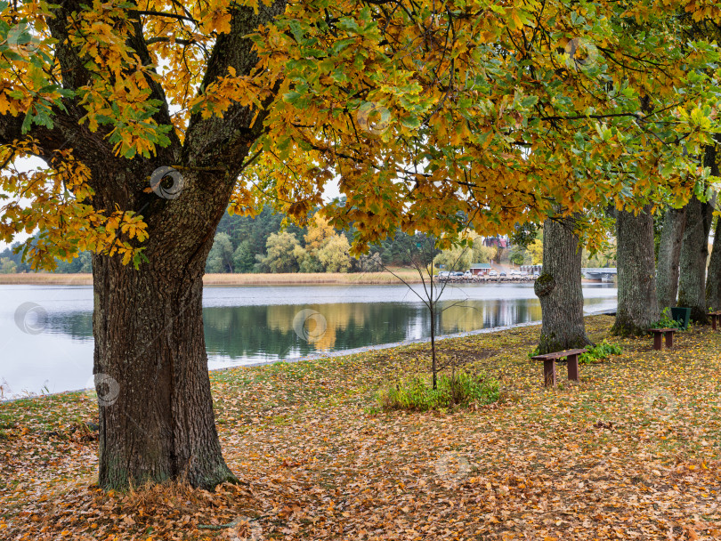 Скачать Живописный осенний пейзаж дубовой аллеи на берегу озера Селигер в Ниловой пустыни. Золотая листва и деревянные скамейки создают уютную атмосферу. фотосток Ozero
