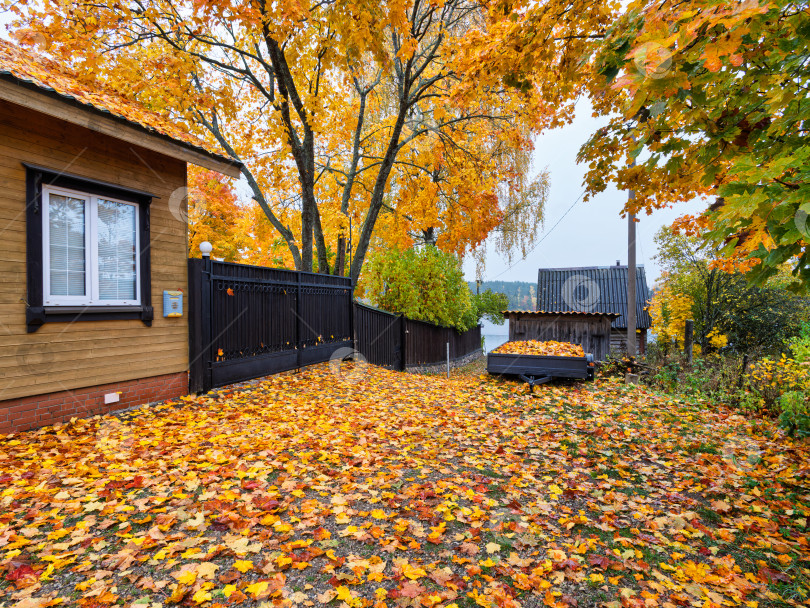 Скачать Золотая осень во дворе деревянного дома. Ковер из кленовых листьев на озере Селигер. Передний план и земля полностью покрыты толстым слоем ярких кленовых листьев. фотосток Ozero