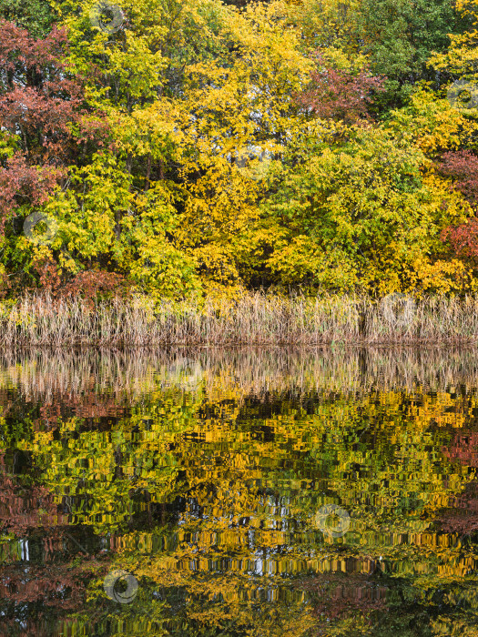 Скачать Крупный план осеннего леса и его абстрактное отражение в воде озера Селигер. Осенняя мозаика. фотосток Ozero