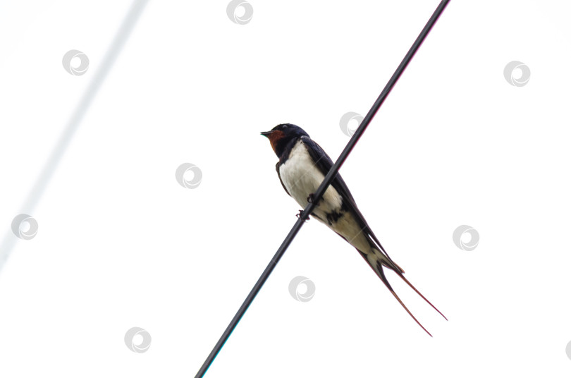 Скачать Ласточка на проводе на белом фоне фотосток Ozero