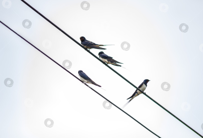 Скачать Стая из четырех ласточек отдыхает на проводах на фоне яркого белого неба фотосток Ozero